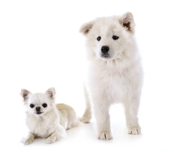 Puppy samoyed dog and chihuahua — Stock Photo, Image