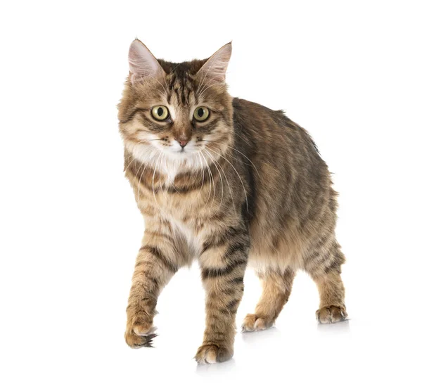 Kurilian Bobtail in studio — Foto Stock