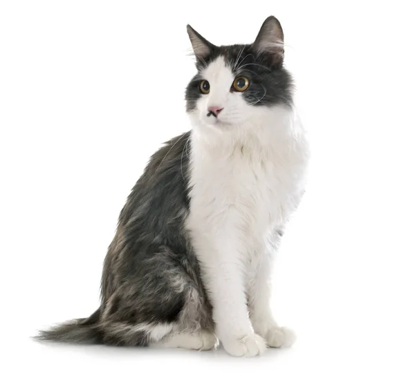 Kurilian Bobtail in studio — Stock Photo, Image