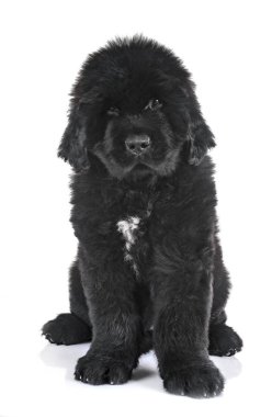 newfoundland köpek yavrusu