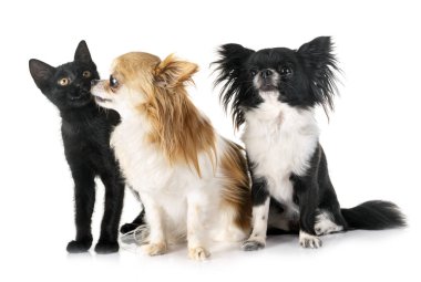 siyah kedi ve Chihuahua