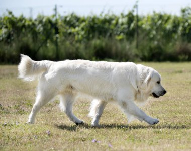 Doğada altın geri almak