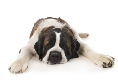 stüdyoda aziz bernard