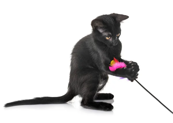 Stüdyoda siyah kedi yavrusu — Stok fotoğraf