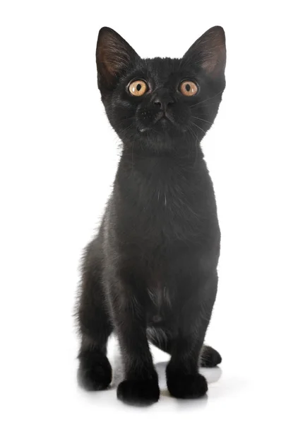 Zwart kitten in Studio — Stockfoto