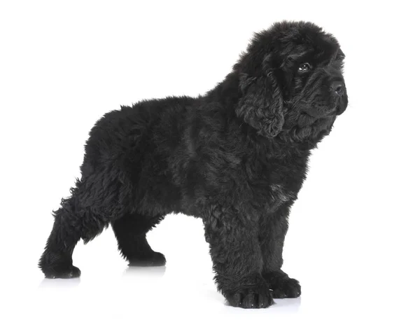 Puppy newfoundland hond — Stockfoto