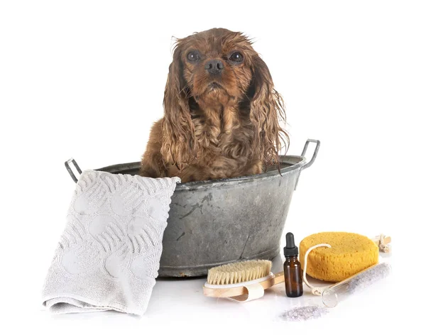 Маленька собака і ванна — стокове фото