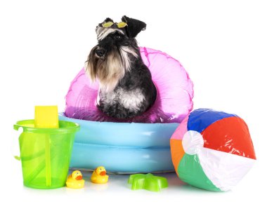 stüdyoda minyatür Schnauzer