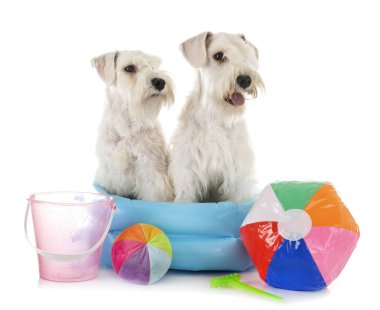 stüdyoda minyatür schnauzers