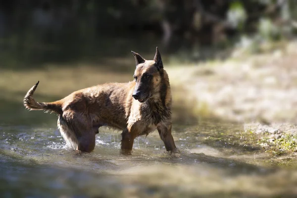 Malinois im Fluss — Stockfoto