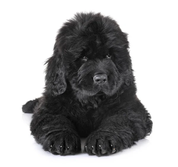 Cachorro newfoundland perro — Foto de Stock