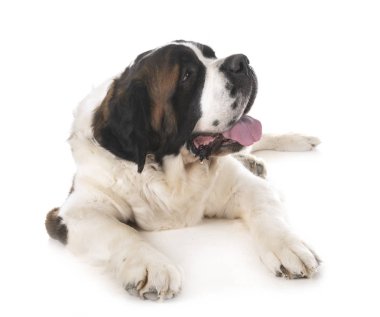 stüdyoda aziz bernard