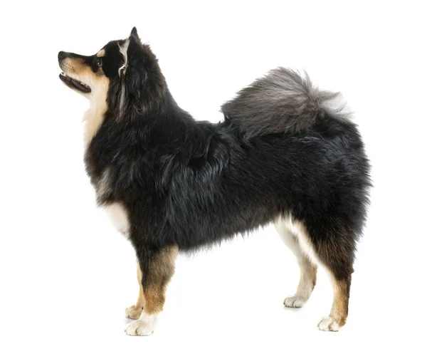 Finsk Lapphund i studio — Stockfoto