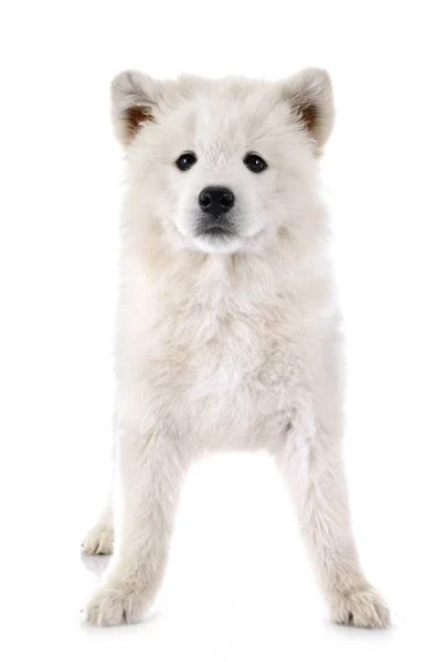 Cachorro samoyed perro en estudio —  Fotos de Stock