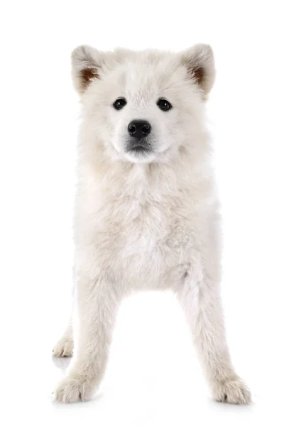 Cucciolo samoyed cane in studio — Foto Stock