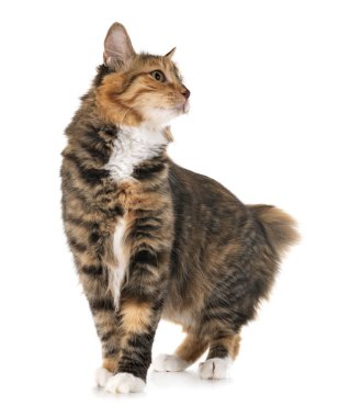 Stüdyodan kurilian Bobtail