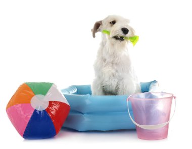 stüdyoda minyatür Schnauzer