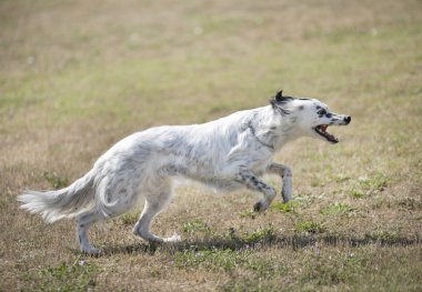 doğada İngilizce ayarlayıcı