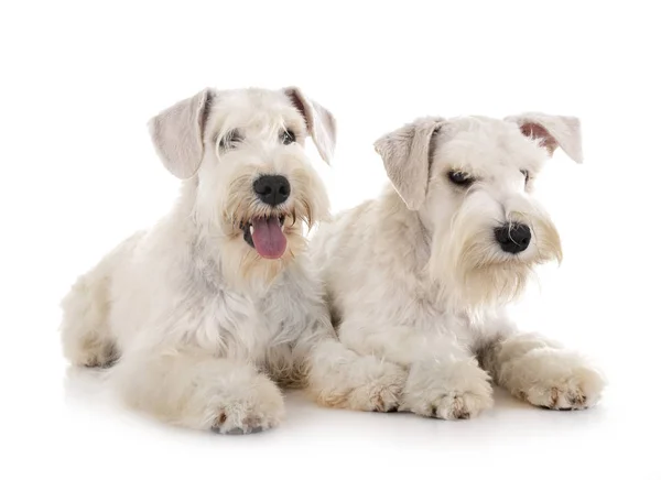 Miniature schnauzers in studio — Stock Photo, Image