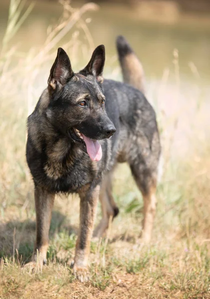 Formation du berger allemand — Photo