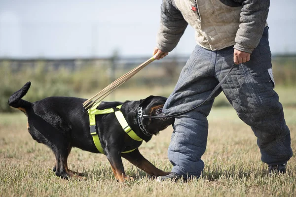 Rendőrségi kutya képzés — Stock Fotó