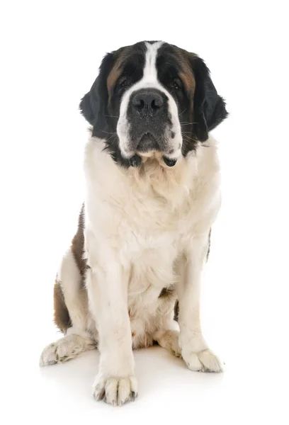 Saint Bernard in Studio — Stockfoto