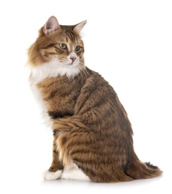 Stüdyodan kurilian Bobtail