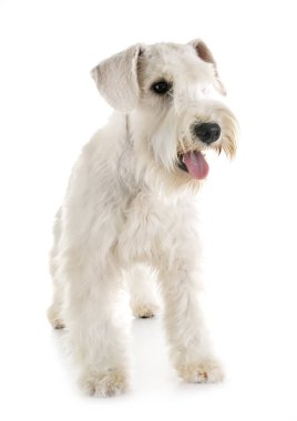 stüdyoda minyatür Schnauzer