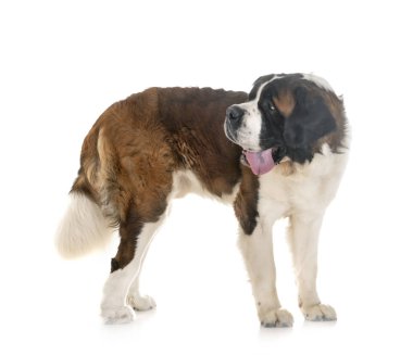 stüdyoda aziz bernard