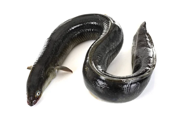 European eel in studio — Stock Photo, Image