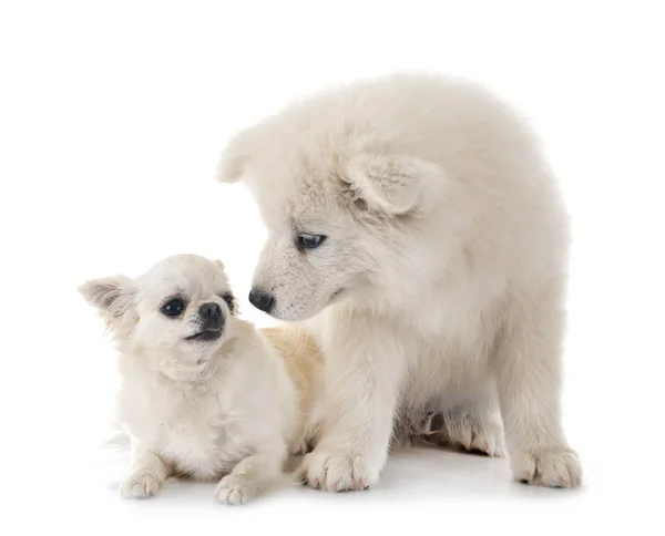 Szczeniak Samoyed pies i Chihuahua — Zdjęcie stockowe