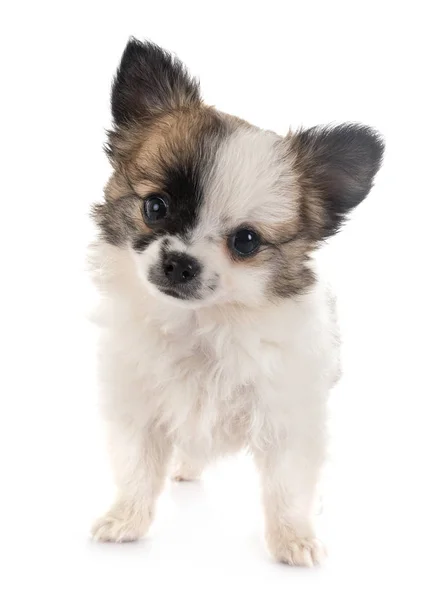 Chihuahua im Atelier — Stockfoto