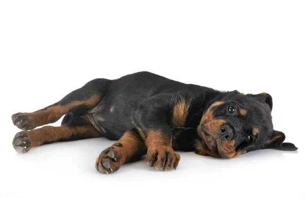 Cachorro rottweiler em estúdio — Fotografia de Stock