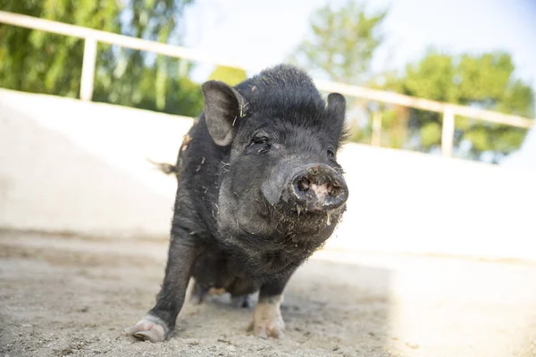 Cerdo vietnamita negro — Foto de Stock