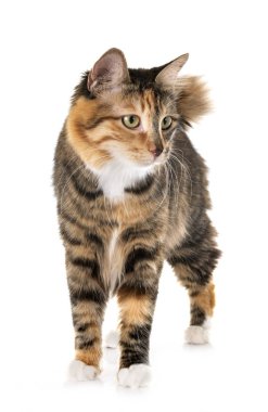 Stüdyodan kurilian Bobtail