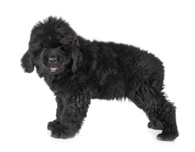 newfoundland köpek yavrusu