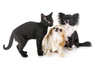 siyah kedi ve Chihuahua