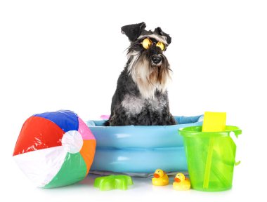 stüdyoda minyatür Schnauzer