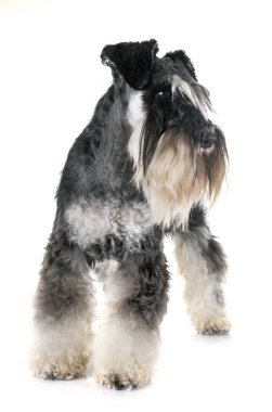 stüdyoda minyatür Schnauzer