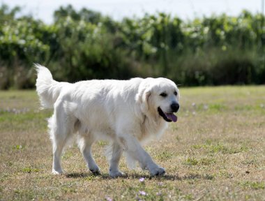 Doğada altın geri almak