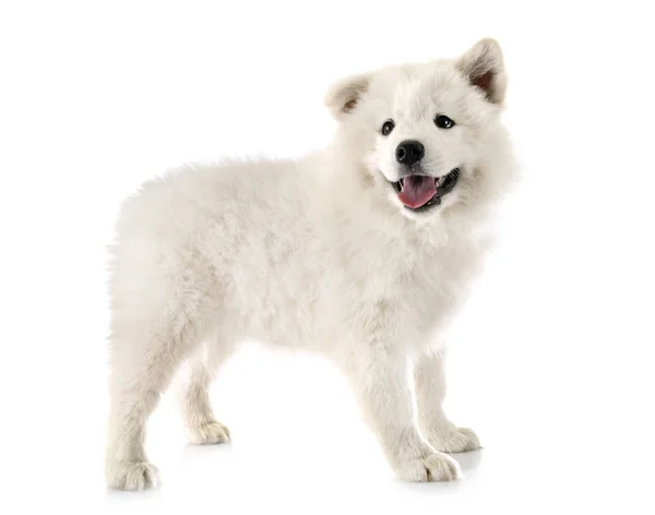 Puppy samoyed dog in studio — Stock Photo, Image