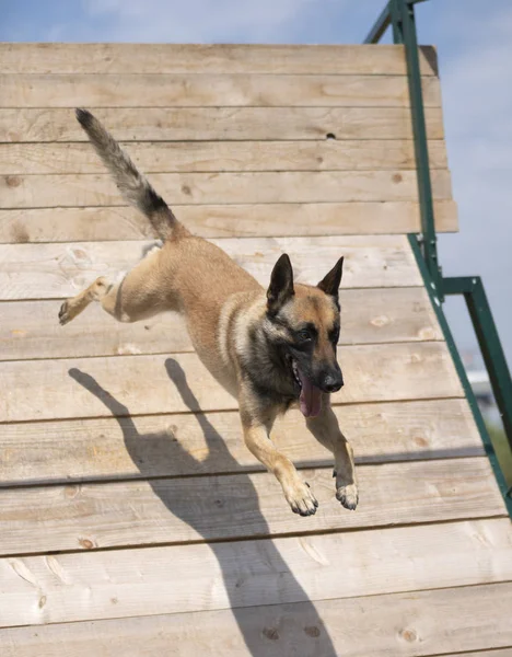 Utbildning av polishund — Stockfoto
