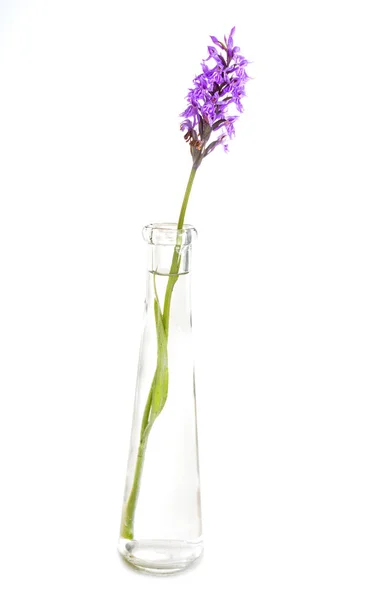 Orchis in studio — Stock Photo, Image