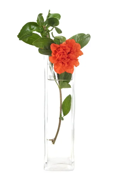 Flor de punica en estudio —  Fotos de Stock