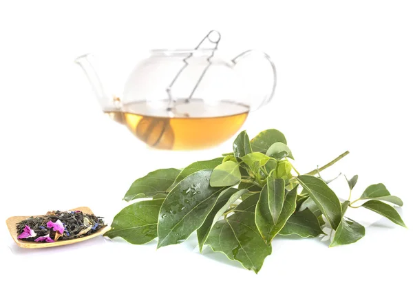 Té y medicina alternativa — Foto de Stock