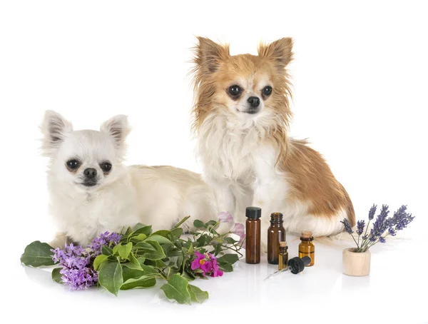 Alternative Medizin für Hund — Stockfoto