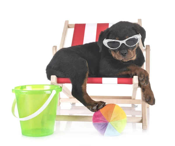 Welpe Rottweiler im Atelier — Stockfoto