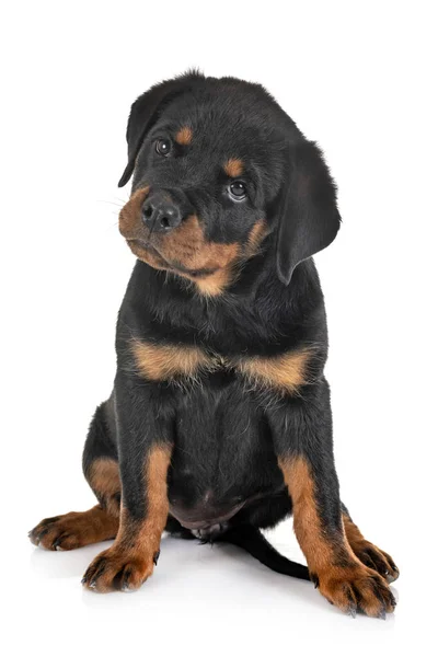 Chiot rottweiler en studio — Photo