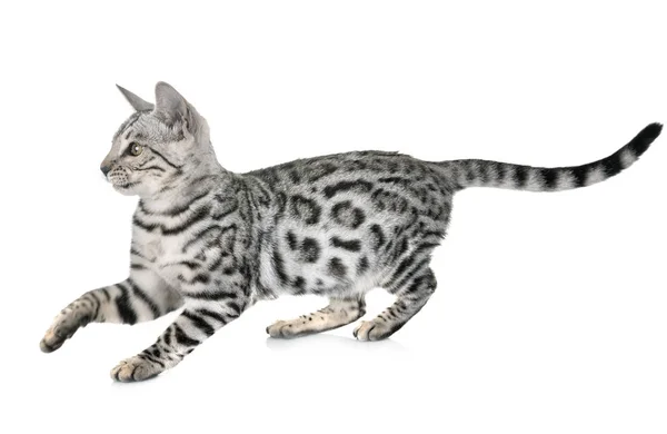 stock image bengal cat in studio