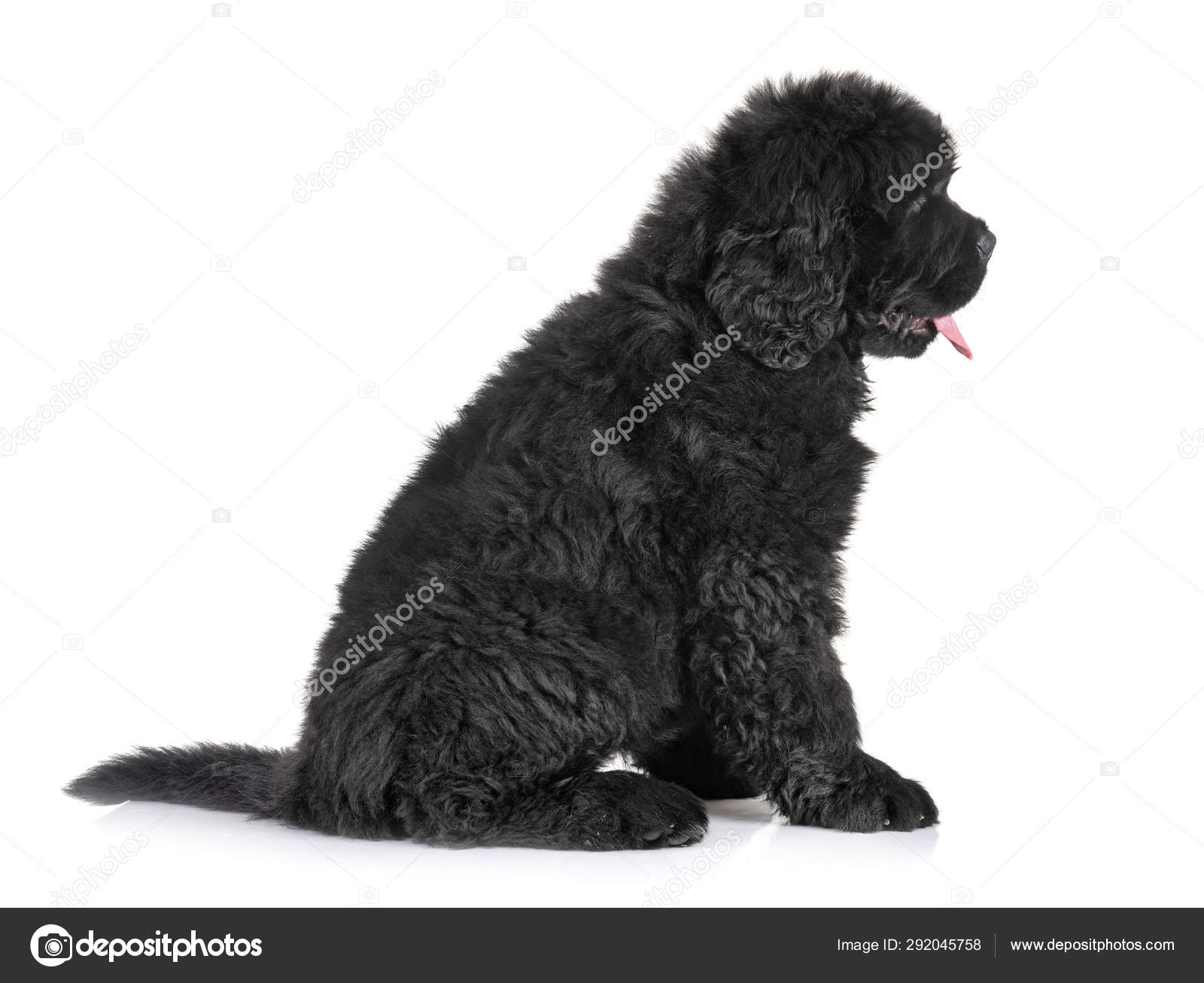 Cucciolo di terranova Foto Stock, Cucciolo di terranova Immagini | Depositphotos